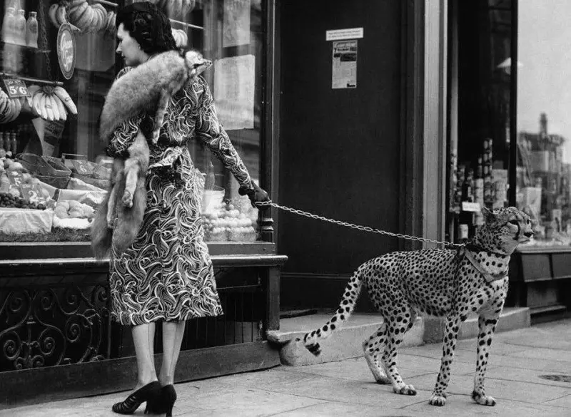 Actress Phyllis Gordon with her tame cheetah