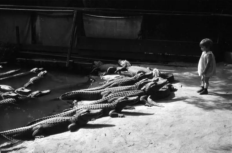 Girl and crocodiles