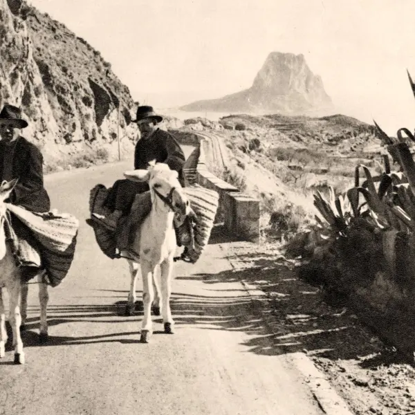 Labradores