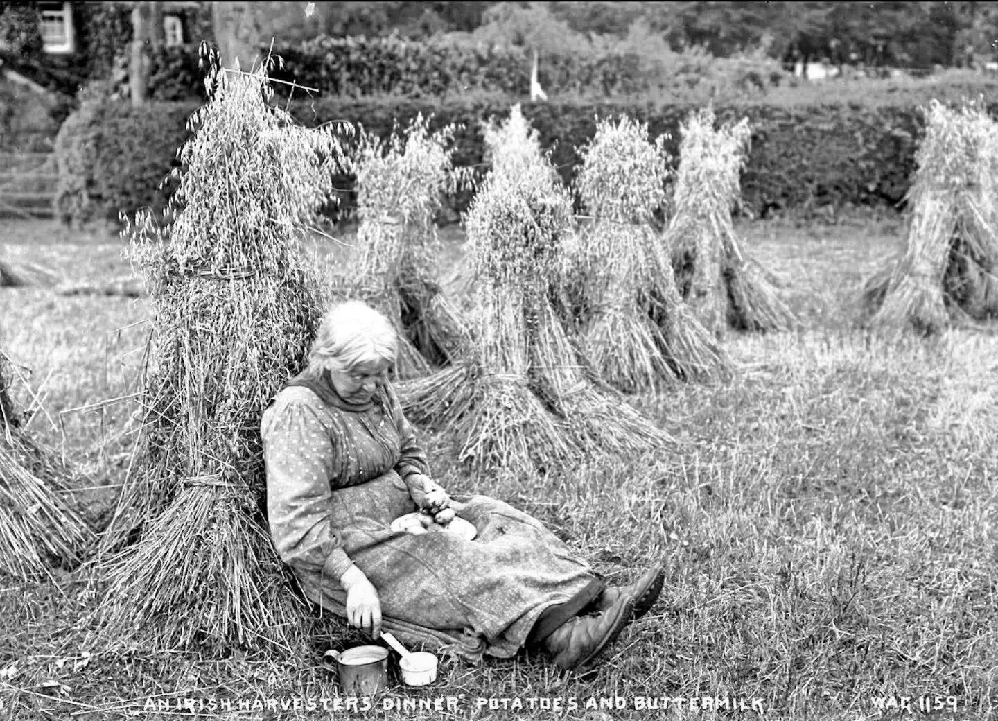 An Irish Harvesters Dinner.
