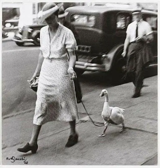 A Lady Walks a Goose Down a Street