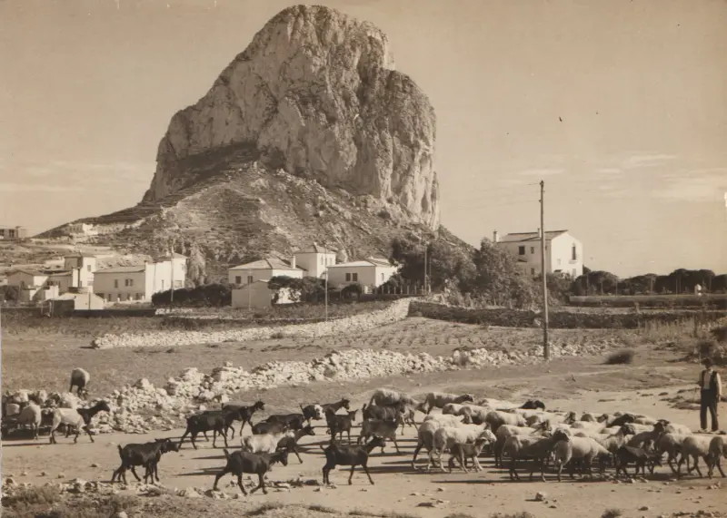 Pastor con sus cabras