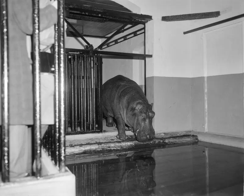 Hippos Being Moved at Artis Zoo