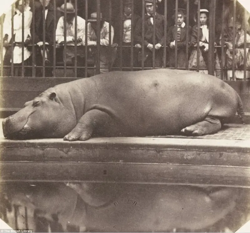 Zoological Gardens in Regents Park